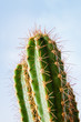 Cactus plant