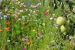 bio obstgarten