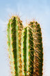Cactus plant