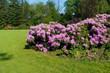 Photo: rhododendrons in a park rhododendrons in a park