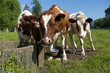 red frisian cows