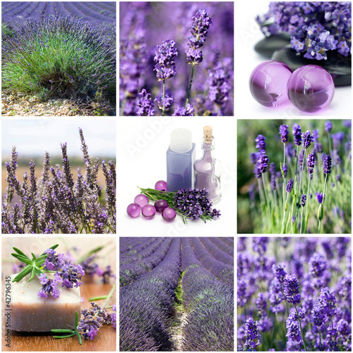 Photo: Lavender collage with nine photos Lavender collage with nine photos