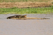 Nile crocodile in a river in South Africa.