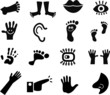 Anatomy Icons