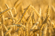 wheat