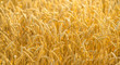 wheat