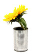 Sonnenblume in Konservendose