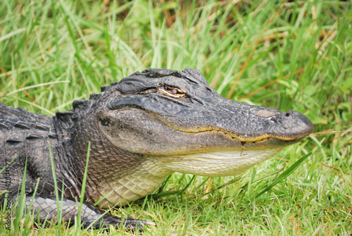 Photo: Alligator puffs out his throat Alligator puffs out his throat