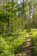 Summer day in the wood
