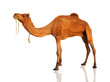 The lonely domestic camel isolated on white.