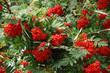 Rowanberrys in tree