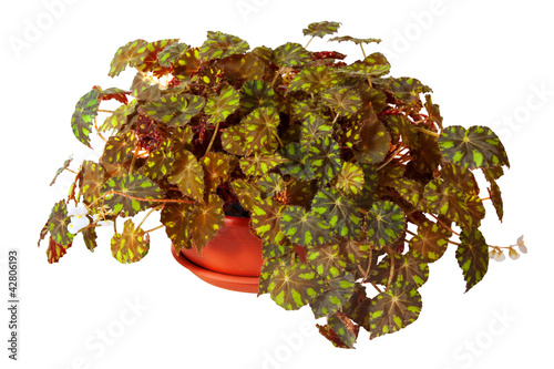 Photo: Begonia rex in pot. Isolated on white Begonia rex in pot. Isolated on white