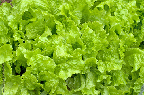 Photo: Gartensalat Gartensalat