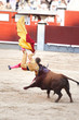 Cogida de un toro en plaza de Madrid España