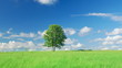 Lonely tree on a meadow against sky with clouds