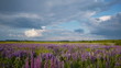 Summer field with lupine flowers before the rain