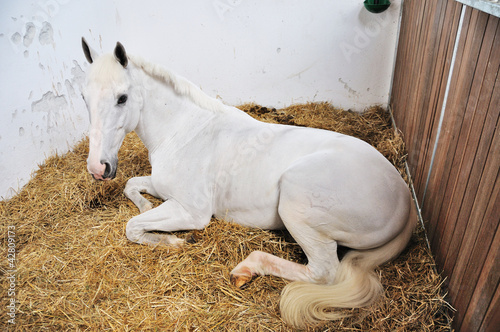 Photo: A portrait of horse in stable behind cage A portrait of horse in stable behind cage