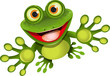 happy frog