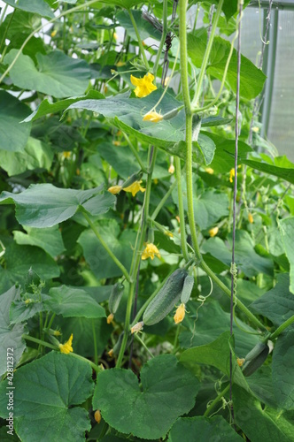 Foto: Flowers and fruits of cucumber in the greenhouse. Flowers and fruits of cucumber in the greenhouse.