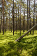 Kiefernwald auf Sandö in Schweden