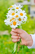 Kinderhand mit gepflückten Margeriten