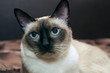 Photo: siamese cat siamese cat