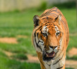 Tigre