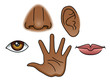 Vector: 5 Senses 5 Senses
