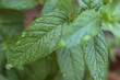 Hojas de menta, planta aromática