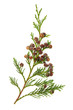 Foto: Cedar Leaves Cedar Leaves