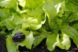 schnecke im hochbeet