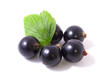 Foto: currant currant
