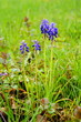 Photo: Traubenhyazinthe Traubenhyazinthe