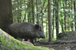 Wildschwein