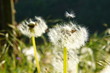 Photo: Pusteblumen Pusteblumen