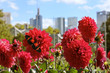 Idylle in der Stadt