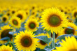 field of sunflowers