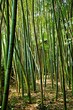 Foresta di bambù