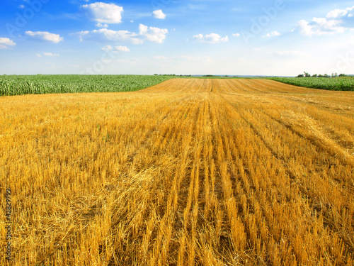 Photo: field after harvest field after harvest