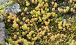 sedum
