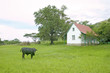 Photo: House and cow at site of Rorke's Drift/Shiyani Battlefield, where on January 22, 1879, Anglo Zulu war was fought in KwaZulu-Natal, Zululand, South Africa House and cow at site of Rorke's Drift/Shiyani Battlefield, where on January 22, 1879, Anglo Zulu war was fought in KwaZulu-Natal, Zululand, South Africa