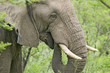 Photo: Male elephant with Ivory tusks eating brush in Umfolozi Game Reserve, South Africa, established in 1897 Male elephant with Ivory tusks eating brush in Umfolozi Game Reserve, South Africa, established in 1897