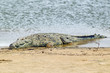 Photo: Crocodile in sun at Greater St. Lucia Wetland Park World Heritage Site, St. Lucia, South Africa Crocodile in sun at Greater St. Lucia Wetland Park World Heritage Site, St. Lucia, South Africa