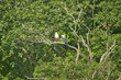 Photo: Two African Fish Eagle, like our American Bald Eagle, sittng on tree branch Greater St. Lucia Wetland Park World Heritage Site, St. Lucia, South Africa Two African Fish Eagle, like our American Bald Eagle, sittng on tree branch Greater St. Lucia Wetland Park World Heritage Site, St. Lucia, South Africa