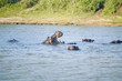 Photo: Hippo opening mouth in a sequence of shots in the Greater St. Lucia Wetland Park World Heritage Site, St. Lucia, South Africa Hippo opening mouth in a sequence of shots in the Greater St. Lucia Wetland Park World Heritage Site, St. Lucia, South Africa