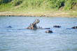 Photo: Hippo opening mouth in a sequence of shots in the Greater St. Lucia Wetland Park World Heritage Site, St. Lucia, South Africa Hippo opening mouth in a sequence of shots in the Greater St. Lucia Wetland Park World Heritage Site, St. Lucia, South Africa