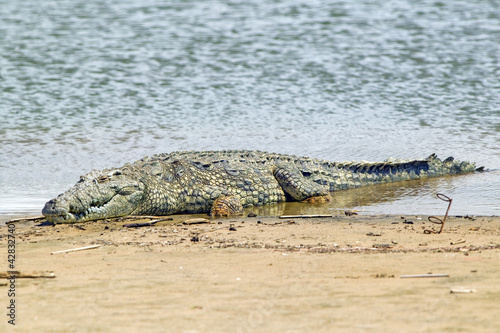 Photo: Crocodile in sun at Greater St. Lucia Wetland Park World Heritage Site, St. Lucia, South Africa Crocodile in sun at Greater St. Lucia Wetland Park World Heritage Site, St. Lucia, South Africa