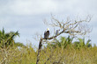 Photo: African Fish Eagle, like our American Bald Eagle, on tree branch Greater St. Lucia Wetland Park World Heritage Site, St. Lucia, South Africa African Fish Eagle, like our American Bald Eagle, on tree branch Greater St. Lucia Wetland Park World Heritage Site, St. Lucia, South Africa