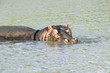 Photo: Hippo relaxing in water in the Greater St. Lucia Wetland Park World Heritage Site, St. Lucia, South Africa Hippo relaxing in water in the Greater St. Lucia Wetland Park World Heritage Site, St. Lucia, South Africa
