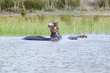 Photo: Hippo opening mouth in the Greater St. Lucia Wetland Park World Heritage Site, St. Lucia, South Africa Hippo opening mouth in the Greater St. Lucia Wetland Park World Heritage Site, St. Lucia, South Africa